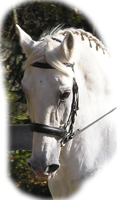 Blanca head